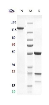 Anti-AMHR2 Reference Antibody (murlentamab)