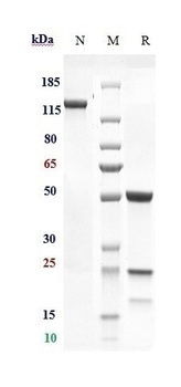 Anti-AMHR2 Reference Antibody