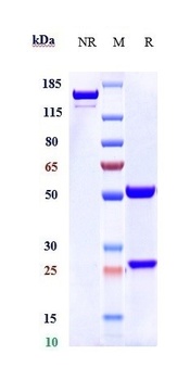 Anti-CD6 Reference Antibody (itolizumab)