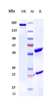 Anti-TNFRSF12A / TWEAKR / CD266 Reference Antibody (enavatuzumab)