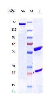 Anti-TNFRSF12A / TWEAKR / CD266 Reference Antibody