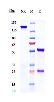 Anti-TROP2 Reference Antibody (sacituzumab)