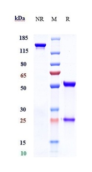 Anti-TROP2 Reference Antibody