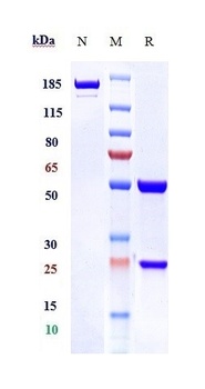 Anti-TNFRSF10A / TRAILR1 / CD261 Reference Antibody
