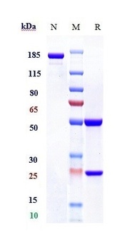 Anti-TIM-3 / HAVCR2 / CD366 Reference Antibody