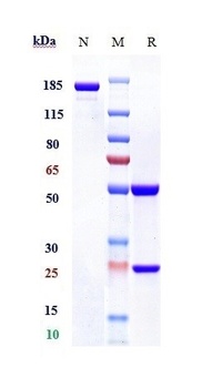 Anti-TIM-3 / HAVCR2 / CD366 Reference Antibody (sabatolimab)