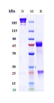 Anti-TGFb1 Reference Antibody (M7824)
