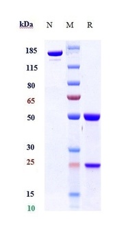Anti-TGFb1 Reference Antibody (SRK181)