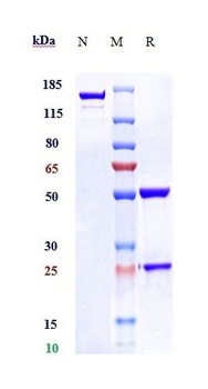 Anti-F3 / Factor III / Tissue Factor / CD142 Reference Antibody (tisotumab)