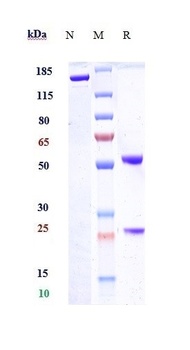 Anti-Syndecan-1 / CD138 Reference Antibody