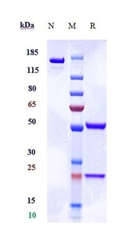 Anti-SIRPg / CD172g Reference Antibody