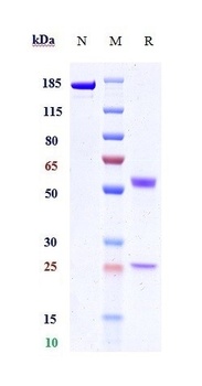Anti-SIRPa / CD172a Reference Antibody