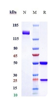 Anti-SOST / Sclerostin Reference Antibody (romosozumab)