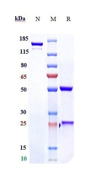 Anti-RSPO3 Reference Antibody (rosmantuzumab)