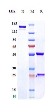 Anti-RSPO3 Reference Antibody