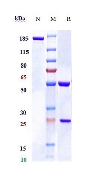 Anti-RSPO1 Reference Antibody