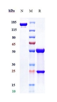 Anti-PVRIG Reference Antibody