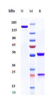 Anti-PRAME Reference Antibody