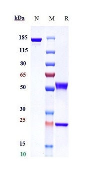 Anti-PDGFRA / CD140a Reference Antibody (olaratumab)