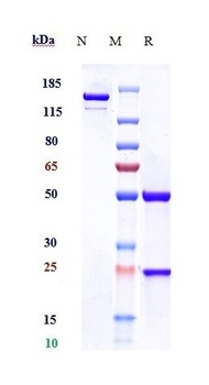 Anti-PDGFC / VEGFE Reference Antibody
