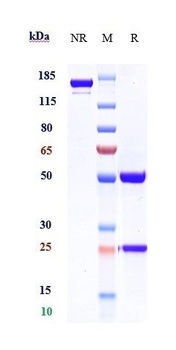 Anti-PCSK9 Reference Antibody (alirocumab)