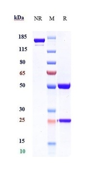 Anti-PCSK9 Reference Antibody