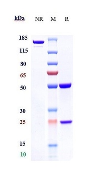 Anti-TNFSF4 / OX40L / CD252 Reference Antibody