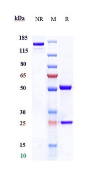 Anti-TNFRSF4 / OX40 / CD134 Reference Antibody