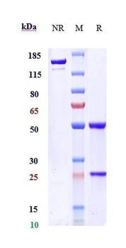 Anti-RTN4 / NOGO Reference Antibody (ozanezumab)