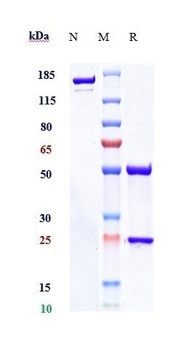 Anti-NKG2A / CD159a Reference Antibody