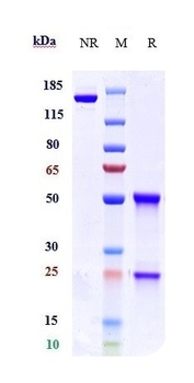 Anti-GDF8 / Myostatin Reference Antibody (trevogrumab)