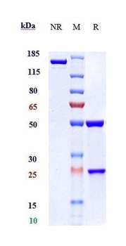 Anti-GDF8 / Myostatin Reference Antibody (landogrozumab)