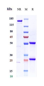 Anti-MIF Reference Antibody (imalumab)