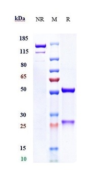 Anti-Mesothelin Reference Antibody (anetumab)