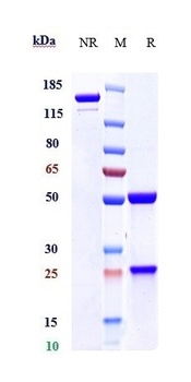 Anti-Mesothelin Reference Antibody (amatuximab)