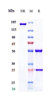 Anti-LOXL2 Reference Antibody (simtuzumab)
