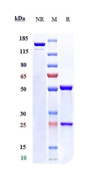 Anti-LILRB2 / ILT4 / CD85d Reference Antibody (JTX-8064)