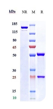 Anti-LILRB2 / ILT4 / CD85d Reference Antibody