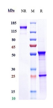 Anti-CXCL8 / IL-8 Reference Antibody