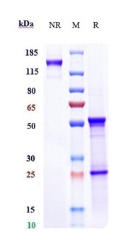 Anti-CXCL8 / IL-8 Reference Antibody (HuMax-IL8)