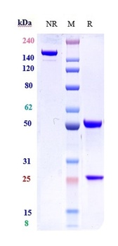 Anti-IL-7Ra / CD127 Reference Antibody (lusvertikimab)