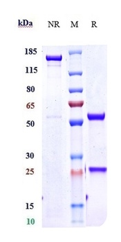 Anti-IL-4Ra / CD124 Reference Antibody (dupilumab)
