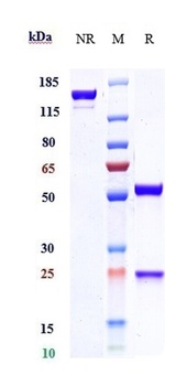 Anti-IL-33 Reference Antibody (etokimab)