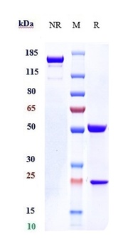 Anti-IL-31Ra Reference Antibody (nemolizumab)