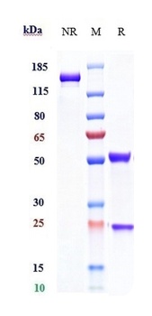 Anti-IL-2Ra / CD25 Reference Antibody (daclizumab)