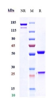 Anti-IL-23 Reference Antibody (guselkumab)