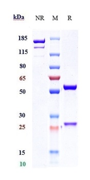 Anti-IL-22 Reference Antibody (fezakinumab)
