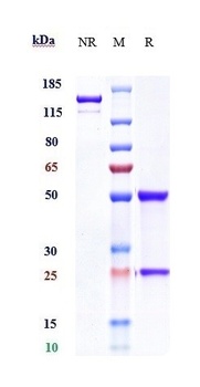 Anti-IL-20Ra Reference Antibody