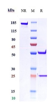 Anti-IL-1RL2 / IL-36R Reference Antibody (imsidolimab)