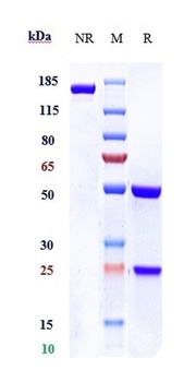 Anti-IL-1R1 / CD121a Reference Antibody (AMG 108)